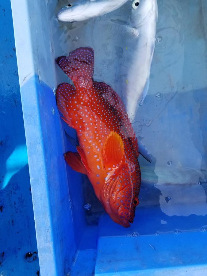 Hotel Sea Blue Onna Zewnętrze zdjęcie